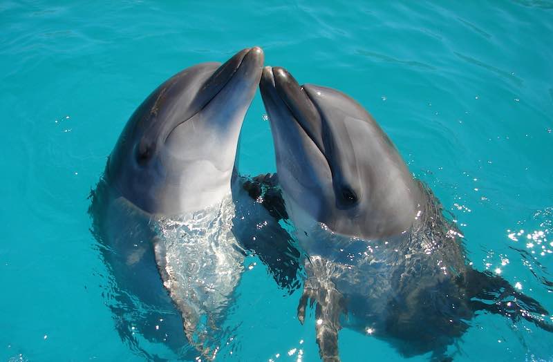 fun facts about dolphins