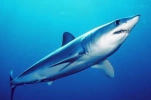 short fin mako shark 6 300x200 1