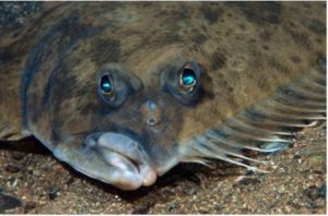 flounder
