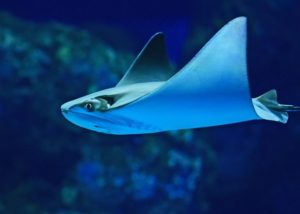 cow nose ray